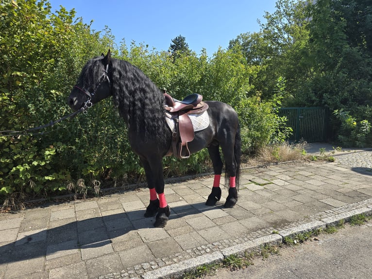 Fries paard Hengst 11 Jaar 162 cm Zwart in Dresden