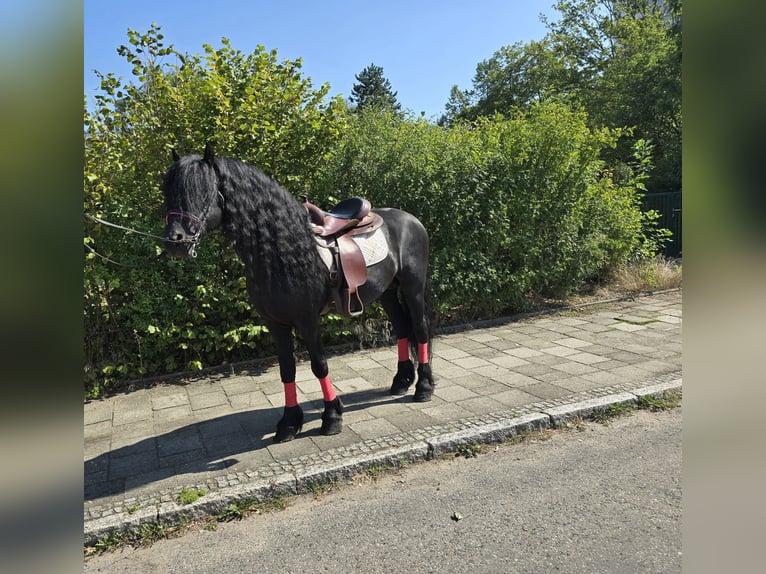 Fries paard Hengst 11 Jaar 162 cm Zwart in Dresden