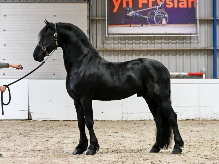 Fries paard Hengst 11 Jaar 165 cm Zwart in Appingedam