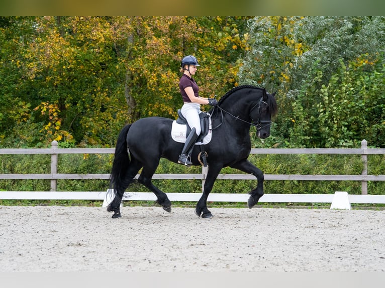 Fries paard Hengst 11 Jaar 165 cm Zwart in Appingedam