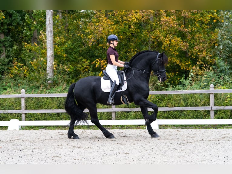 Fries paard Hengst 11 Jaar 165 cm Zwart in Appingedam