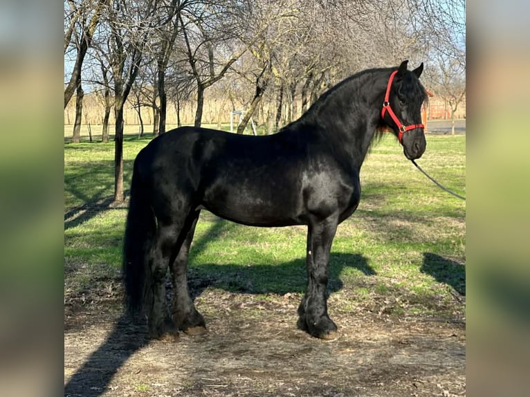 Fries paard Hengst 11 Jaar 165 cm Zwart in Békéscsaba
