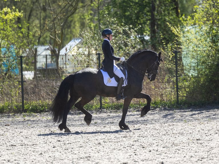 Fries paard Hengst 11 Jaar 168 cm Zwart in Waverveen