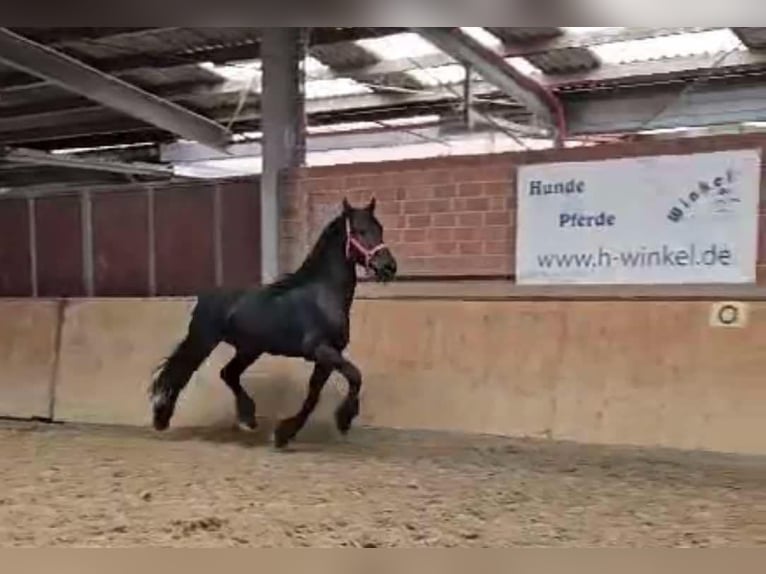 Fries paard Hengst 12 Jaar 160 cm in Dorsten