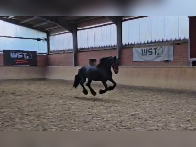 Fries paard Hengst 12 Jaar 160 cm in Dorsten