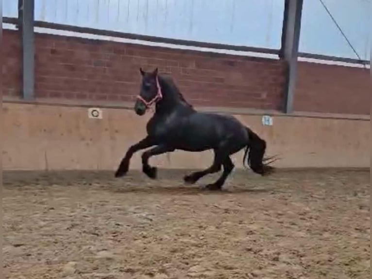 Fries paard Hengst 12 Jaar 160 cm in Dorsten