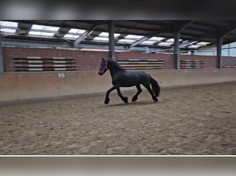 Fries paard Hengst 12 Jaar 160 cm in Dorsten