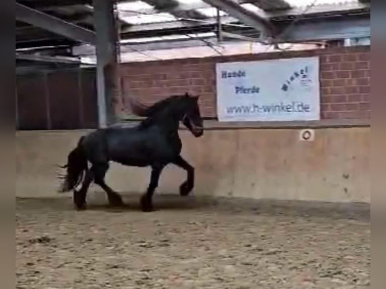 Fries paard Hengst 12 Jaar 160 cm in Dorsten