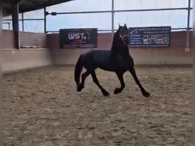 Fries paard Hengst 12 Jaar 160 cm in Dorsten