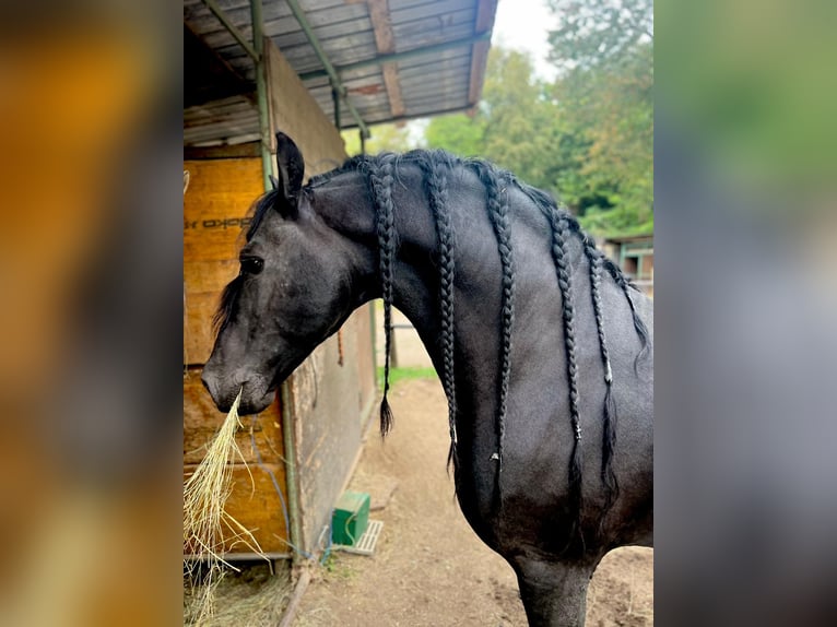 Fries paard Hengst 12 Jaar 161 cm Zwart in Oggiona Con Santo Stefano