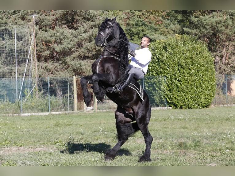 Fries paard Hengst 12 Jaar 161 cm Zwart in Oggiona Con Santo Stefano