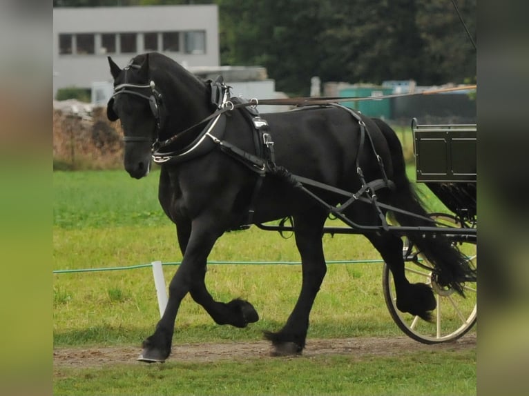 Fries paard Hengst 12 Jaar 163 cm Zwart in Wangen im Allg&#xE4;u