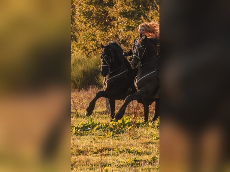 Fries paard Hengst 12 Jaar 165 cm Zwart in l&#39;Abergement sainte-Colombe
