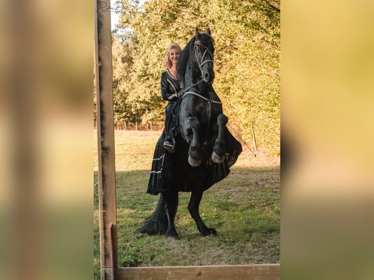 Fries paard Hengst 12 Jaar 165 cm Zwart in l&#39;Abergement sainte-Colombe