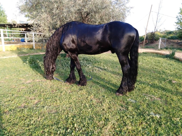 Fries paard Hengst 12 Jaar 170 cm Zwart in Marbella