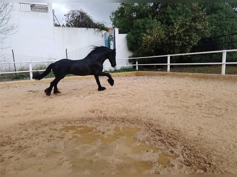 Fries paard Hengst 12 Jaar 170 cm Zwart in Marbella