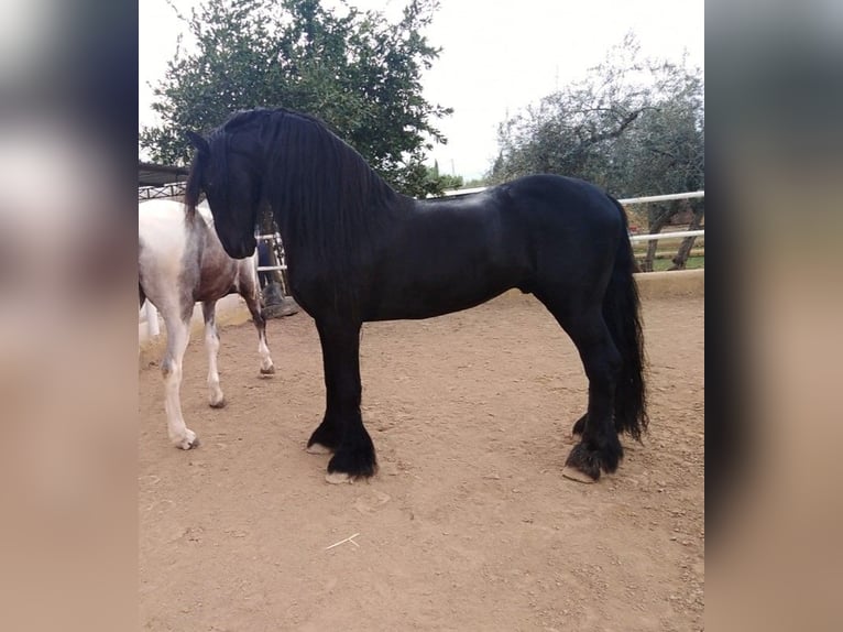 Fries paard Hengst 12 Jaar 170 cm Zwart in Marbella