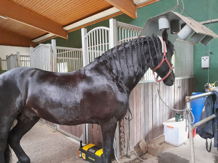 Fries paard Hengst 12 Jaar in Wangen im Allgäu