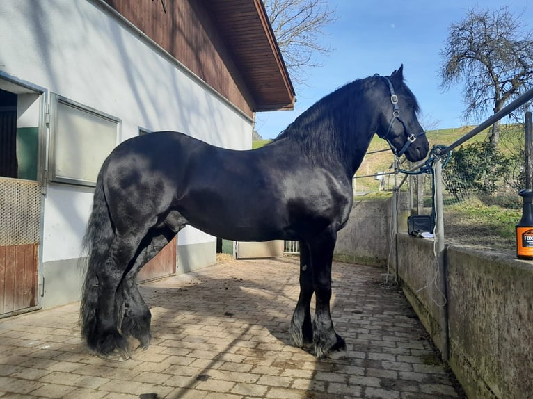 Fries paard Hengst 13 Jaar 164 cm Zwart in Wangen im Allgäu