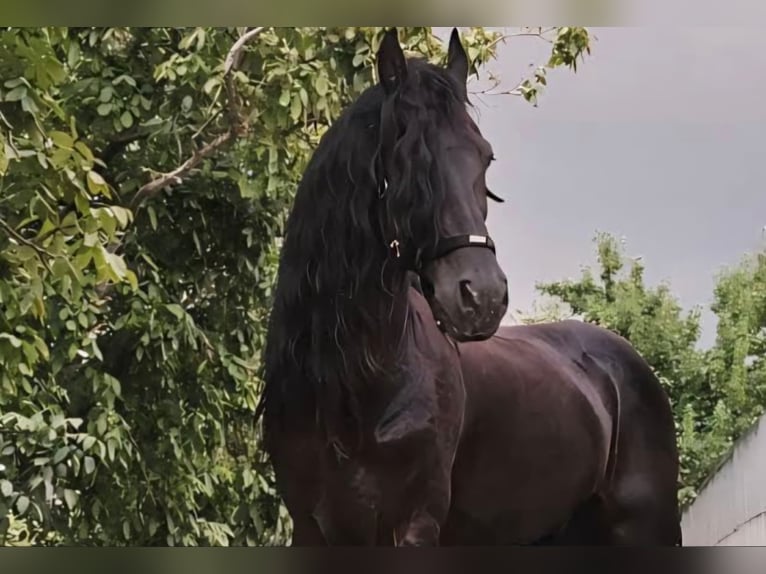 Fries paard Hengst 13 Jaar 167 cm Zwart in izmir