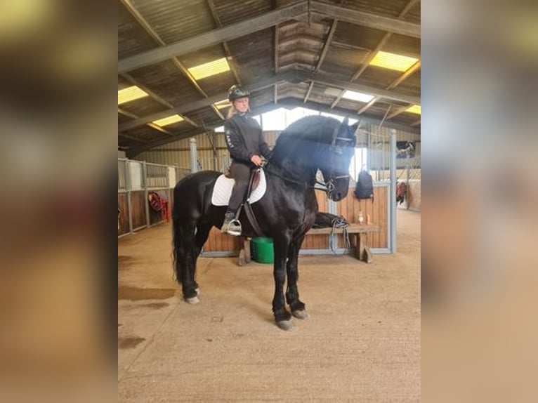 Fries paard Hengst 13 Jaar 170 cm Zwart in Derby