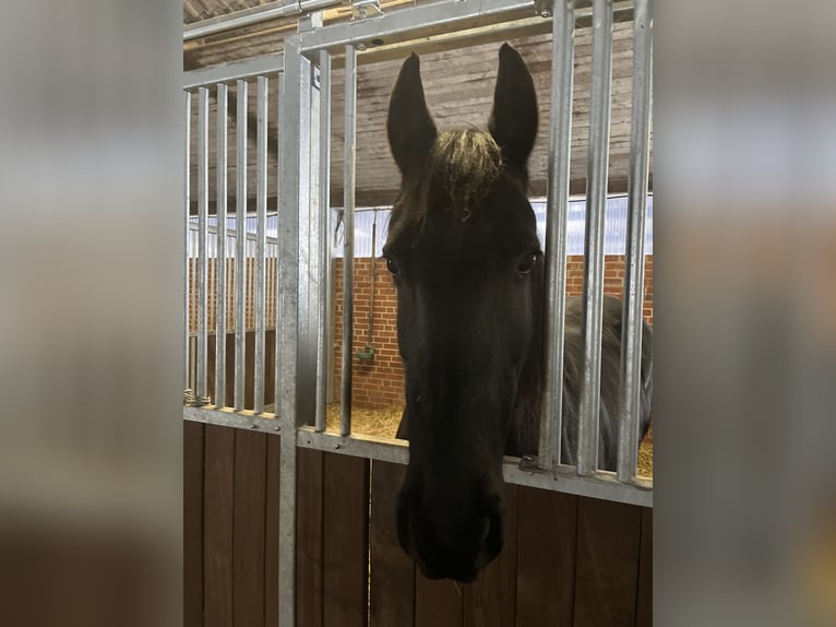 Fries paard Hengst 14 Jaar 160 cm Zwart in Gnarrenburg
