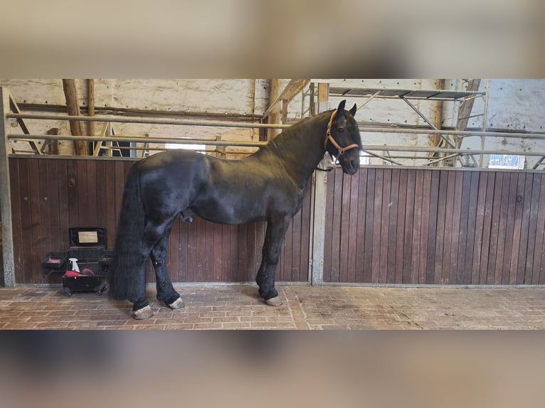Fries paard Hengst 14 Jaar 164 cm Zwart in Fröndenberg