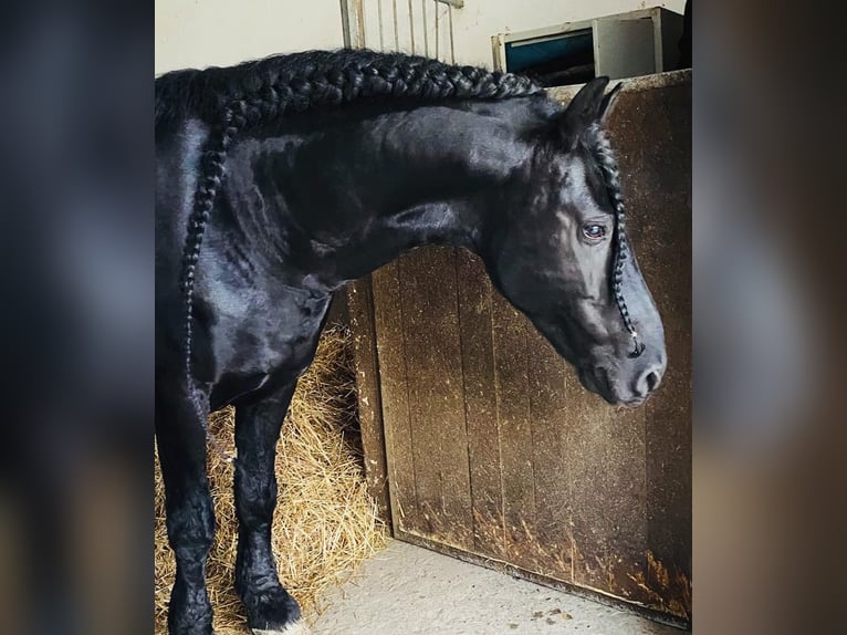 Fries paard Hengst 14 Jaar 165 cm Zwart in Florence
