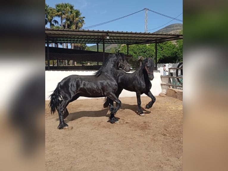 Fries paard Hengst 14 Jaar 170 cm Zwart in Marbella