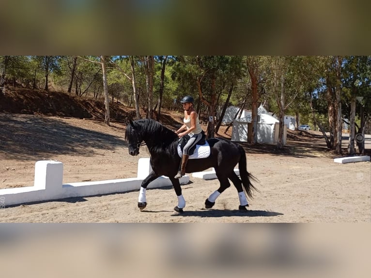 Fries paard Hengst 14 Jaar 170 cm Zwart in Marbella