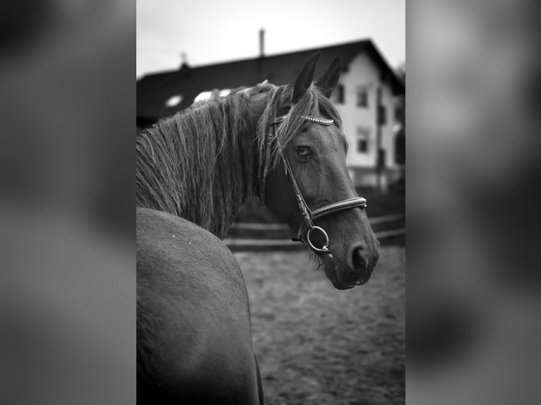 Fries paard Hengst 15 Jaar 175 cm Zwart in Freisen