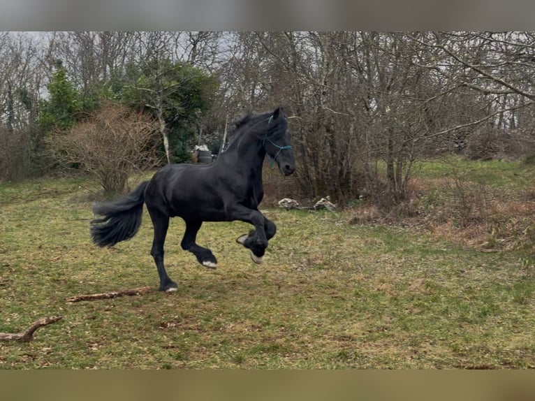Fries paard Hengst 16 Jaar 167 cm Zwart in Trieste