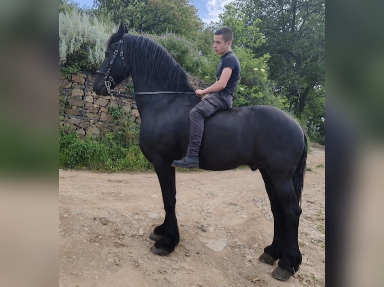 Fries paard Hengst 17 Jaar  in Almere