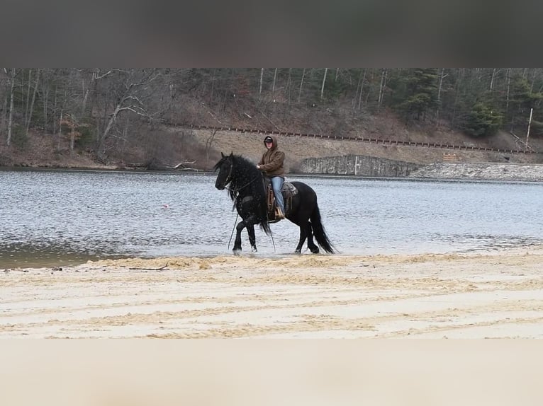 Fries paard Hengst 17 Jaar Zwart in Rebersburg, PA