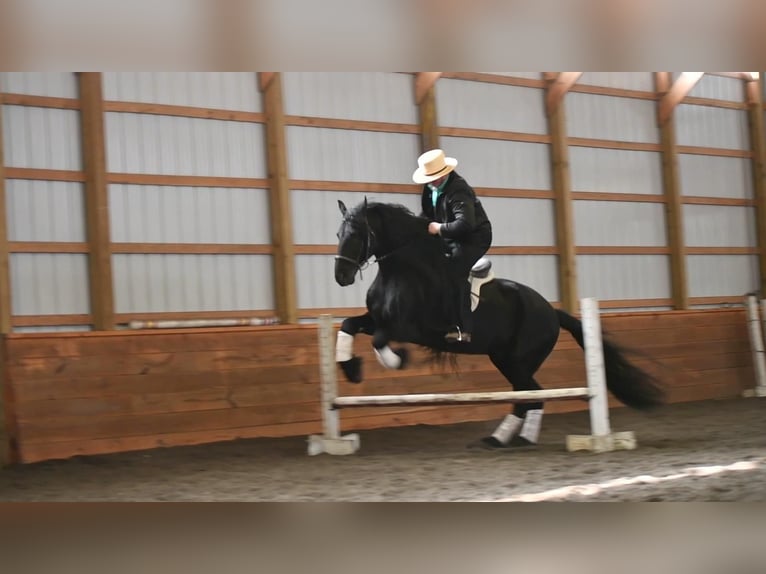 Fries paard Hengst 17 Jaar Zwart in Rebersburg, PA