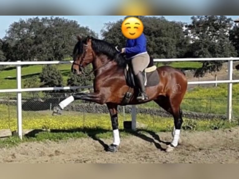 Fries paard Hengst 19 Jaar 170 cm Donkerbruin in El Ronquillo