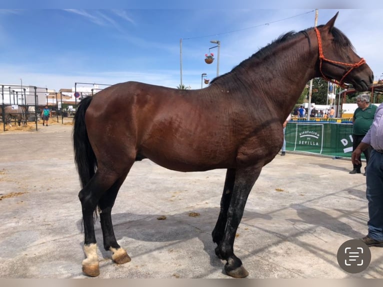 Fries paard Hengst 19 Jaar 170 cm Donkerbruin in El Ronquillo