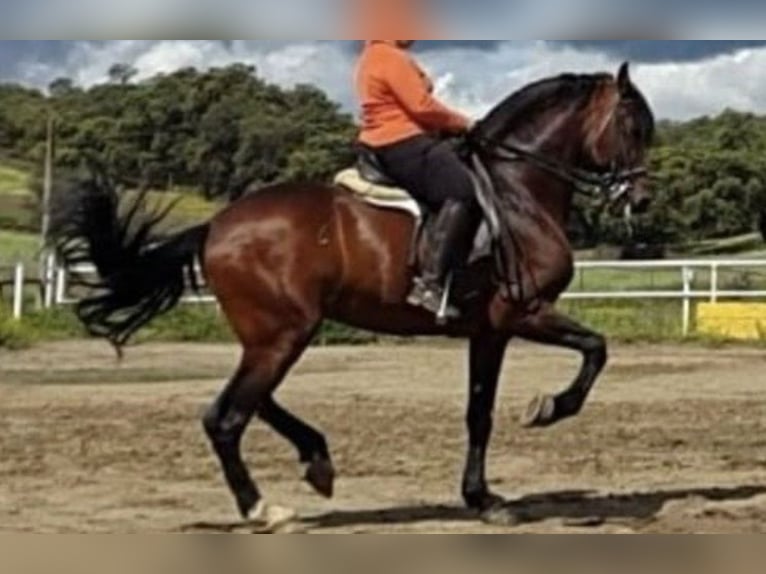 Fries paard Hengst 19 Jaar 170 cm Donkerbruin in El Ronquillo