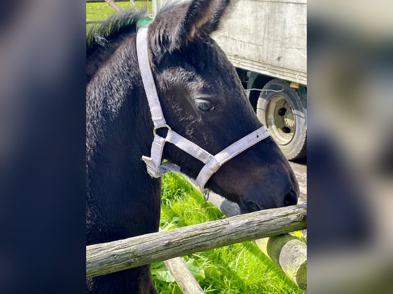 Fries paard Hengst 1 Jaar 110 cm Zwart in Bunde