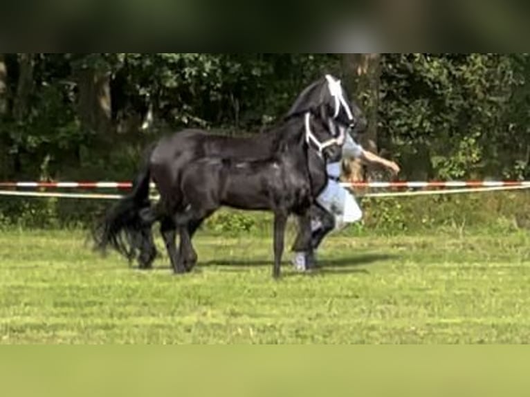 Fries paard Hengst 1 Jaar 110 cm Zwart in Bunde