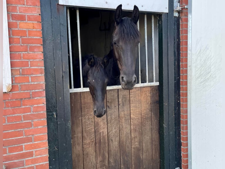 Fries paard Hengst 1 Jaar 110 cm Zwart in Bunde