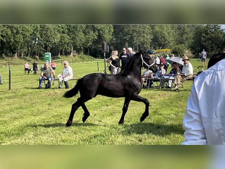 Fries paard Hengst 1 Jaar 110 cm Zwart in Bunde