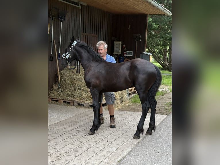 Fries paard Hengst 1 Jaar 148 cm Zwart in Kottingbrunn