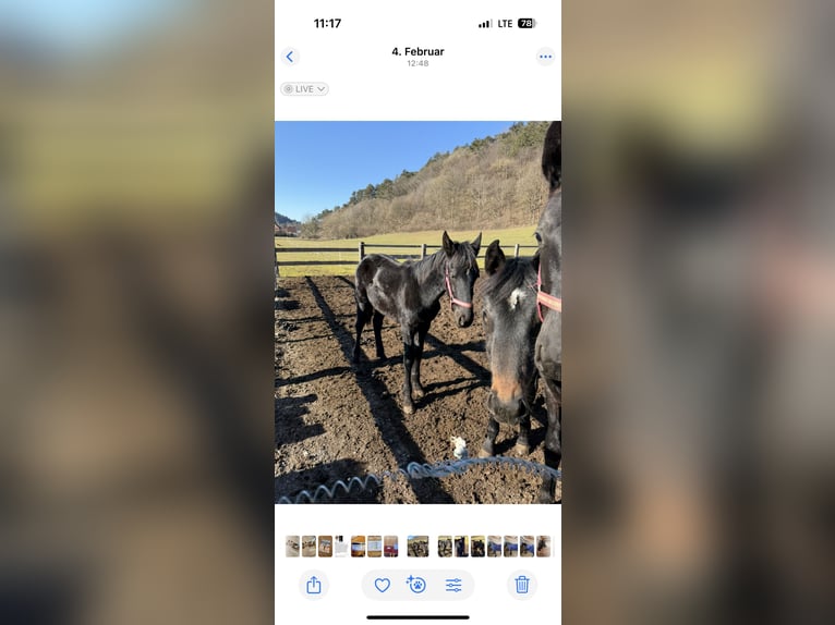 Fries paard Hengst 1 Jaar 148 cm Zwart in Kottingbrunn