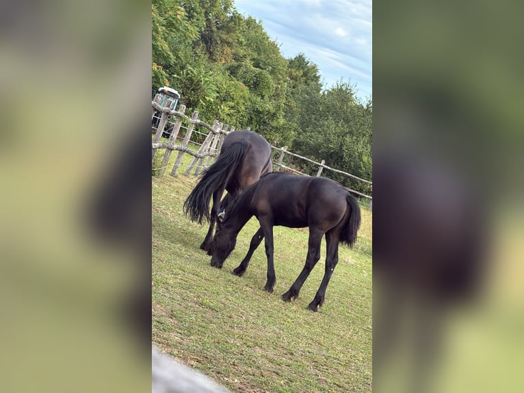 Fries paard Hengst 1 Jaar 149 cm Zwart in Pöllau