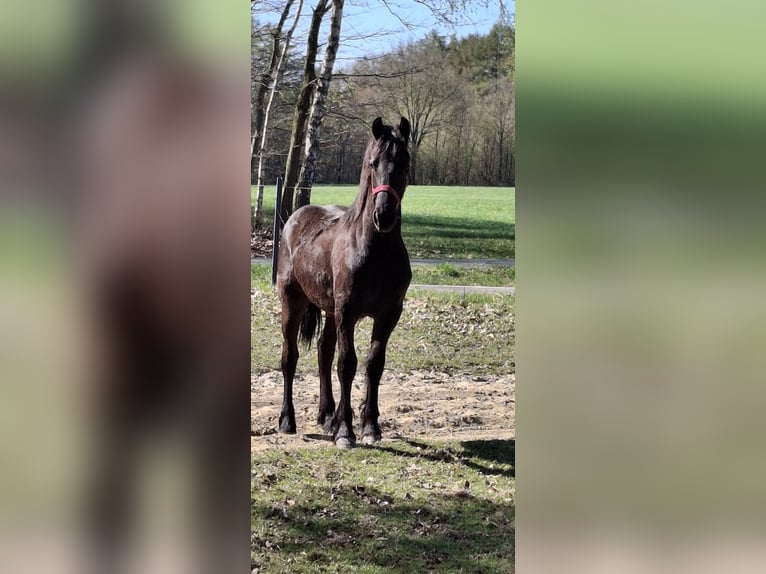 Fries paard Hengst 1 Jaar 150 cm Zwart in Mander