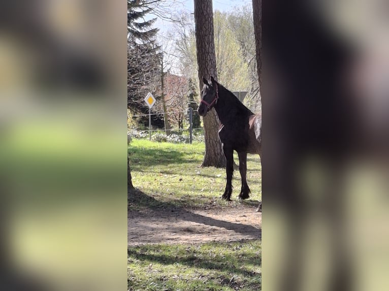 Fries paard Hengst 1 Jaar 150 cm Zwart in Mander