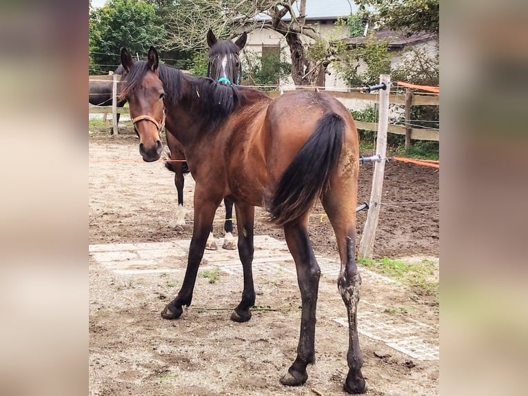 Fries paard Mix Hengst 1 Jaar 153 cm Bruin in Scheibenberg