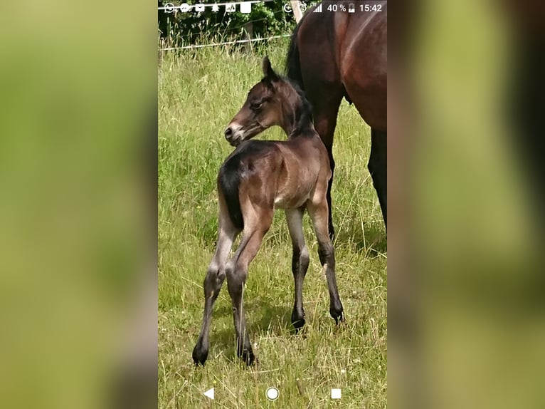 Fries paard Mix Hengst 1 Jaar 153 cm Bruin in Scheibenberg