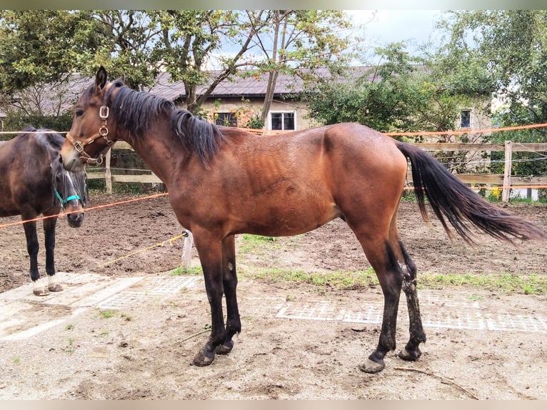 Fries paard Mix Hengst 1 Jaar 153 cm Bruin in Scheibenberg